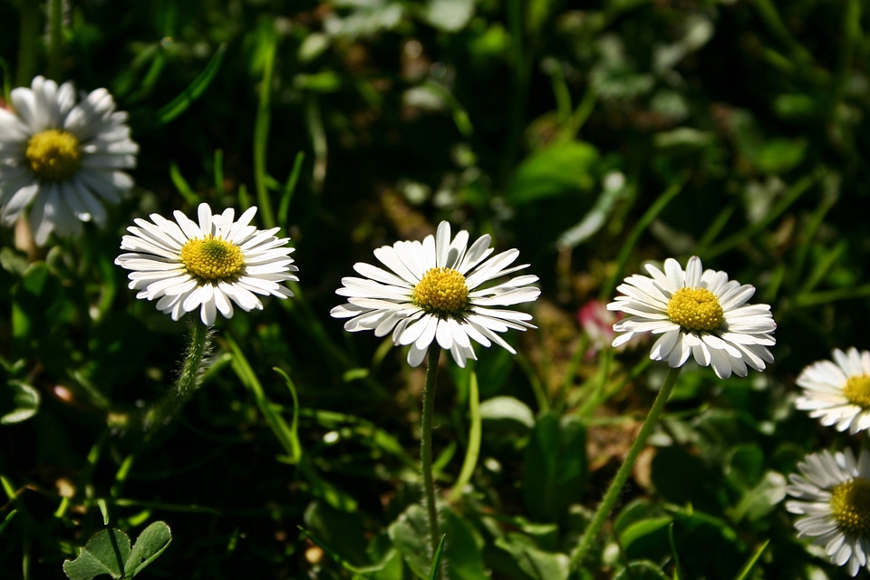 Wild flower spring nature