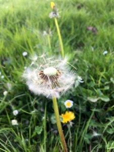 Summer flower
