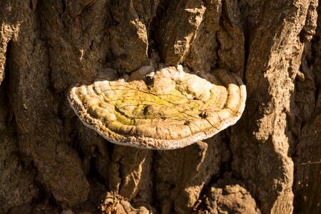 Bark tribe mushroom