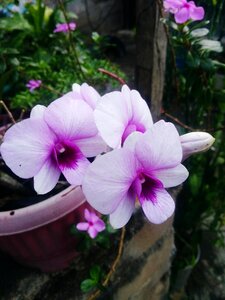 Petal blooming garden
