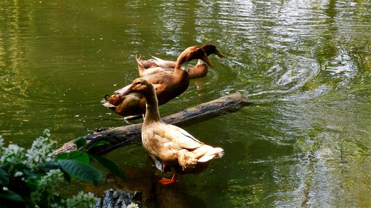 River nature outdoor