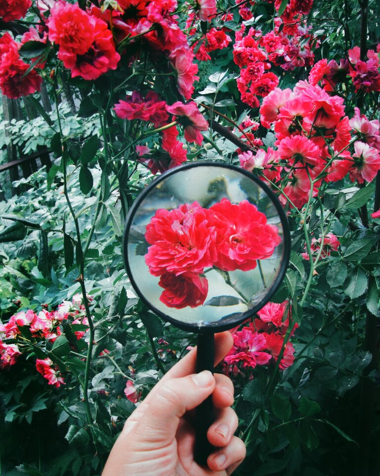 Garden creative nature