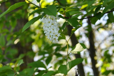 Plant season branch photo