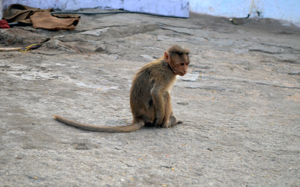 Travel animals little