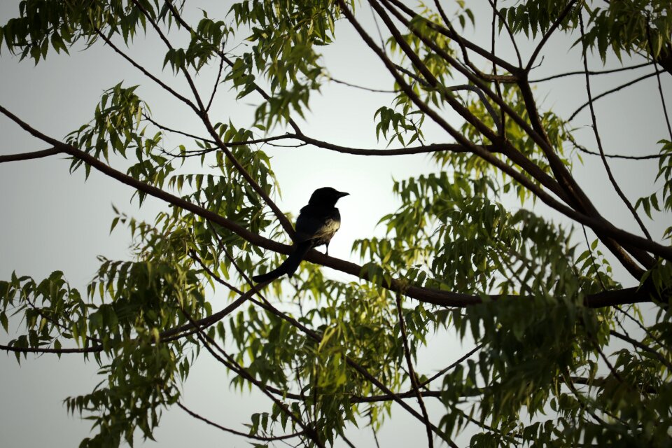 Wildlife outdoors travel