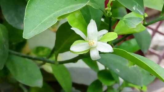 Flower growth