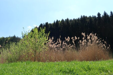 Wood grass flower meadow photo
