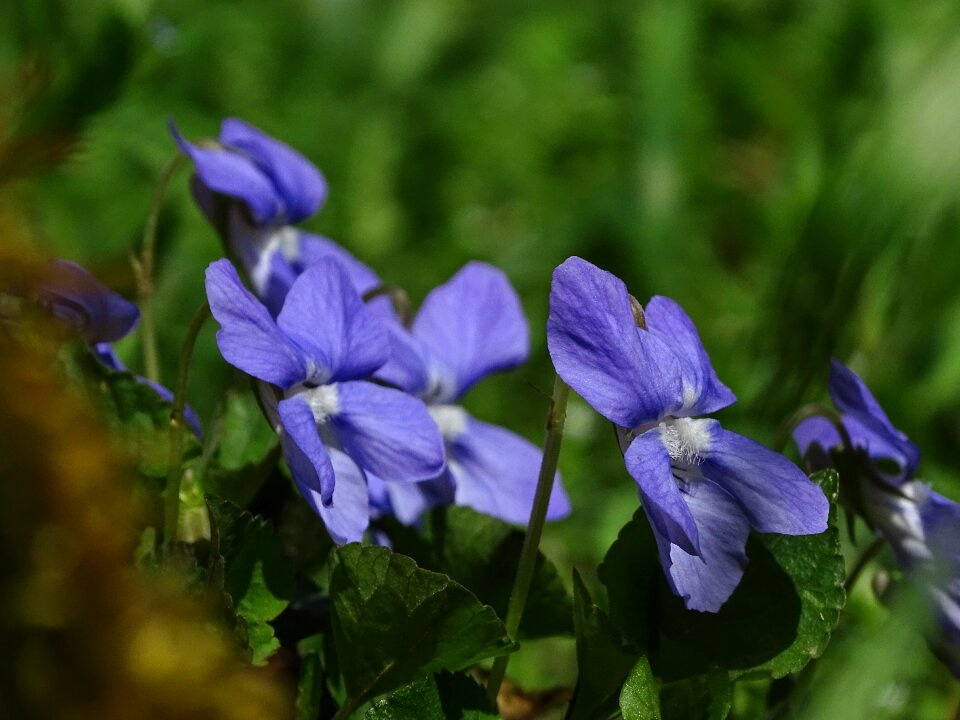 Flower purple purple flower