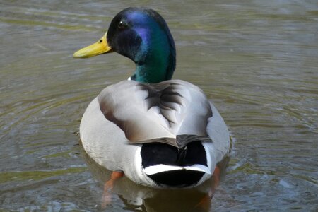 Birds swimming nature photo