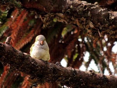 Wood birds ave photo