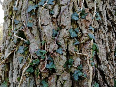 Tree nature wallpaper