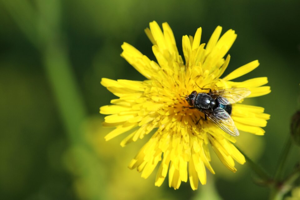 Summer fly yellow flower