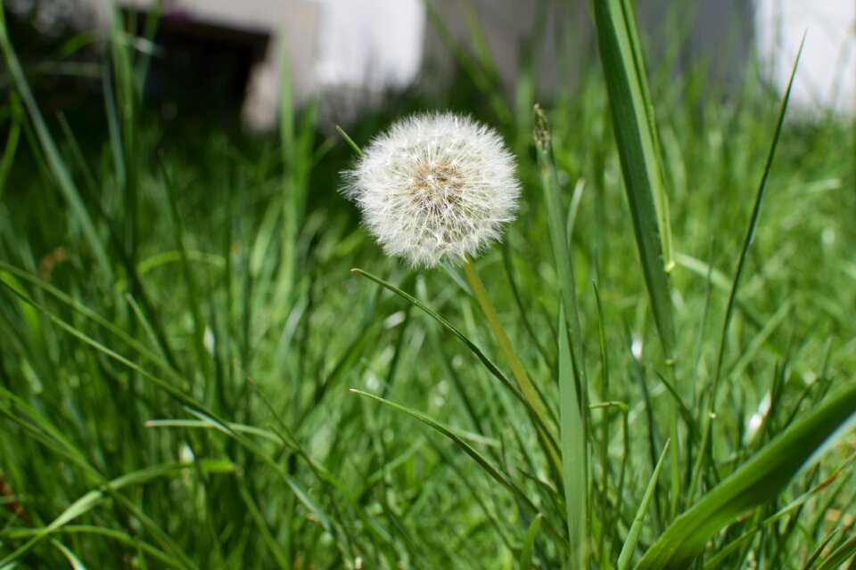 Summer henar flower