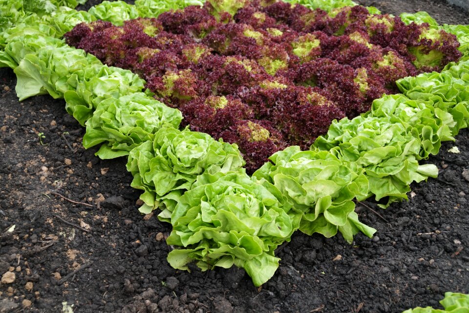Earth vegetables leaf
