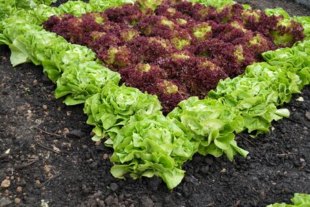 Earth vegetables leaf