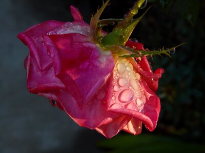 Rose leaf petal photo