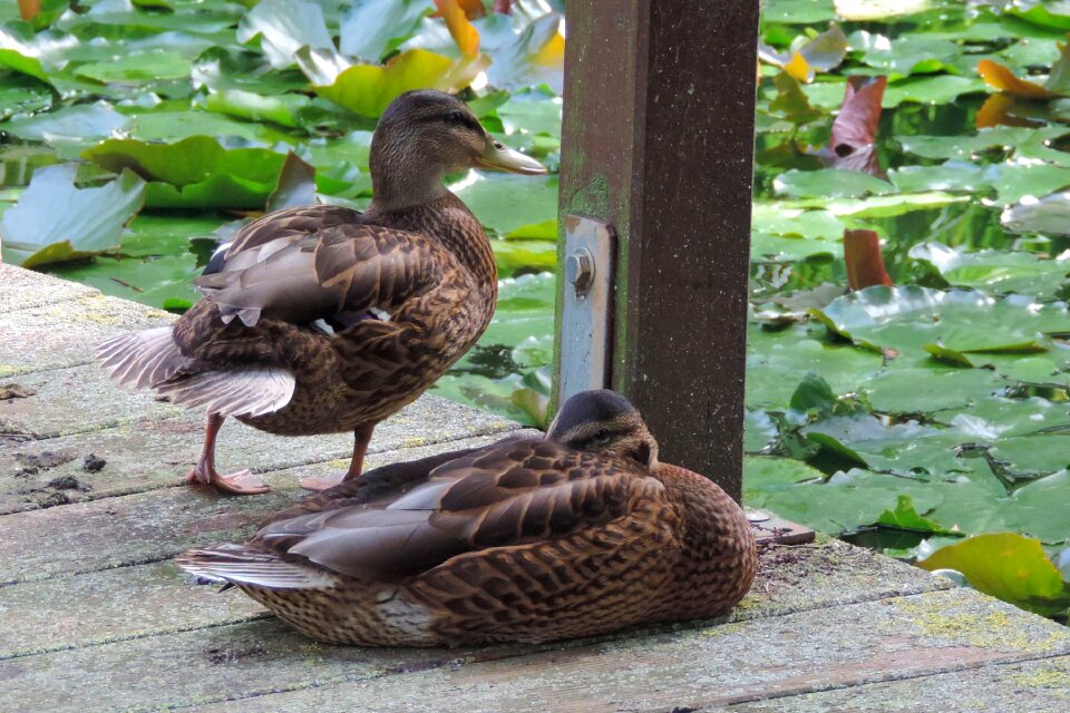 Animal bird pond