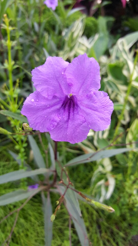 Summer garden petal