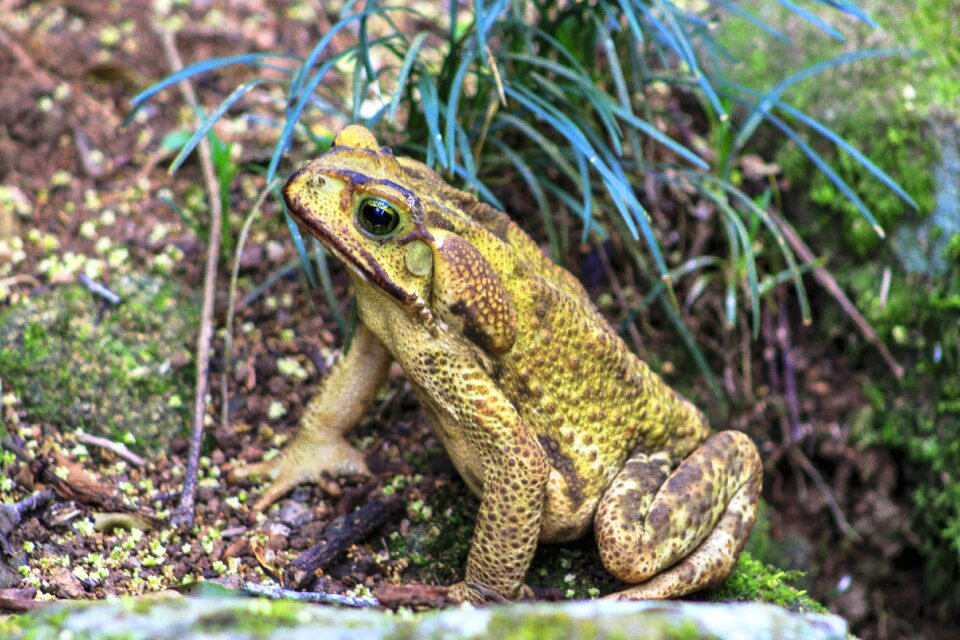 Animalia amphibian outdoors