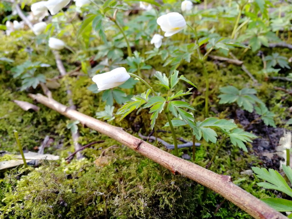 Leaf wood anemones