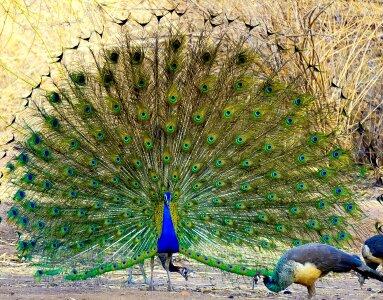 Nature tail