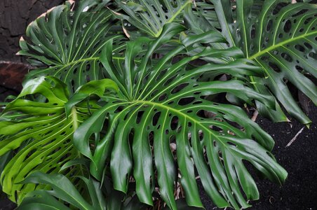 Nature food tropical