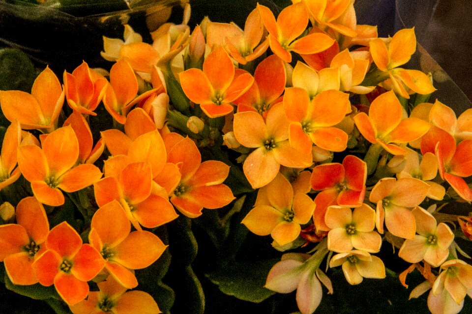 Garden nature flowers