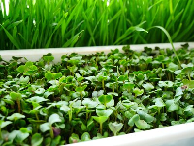 Sheet green growth
