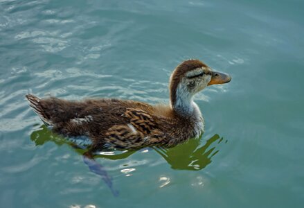 Animal water duck