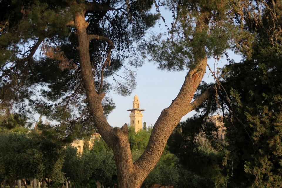 Tree nature landscape