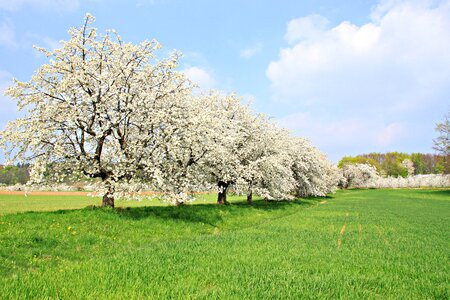 Landscape nature tree