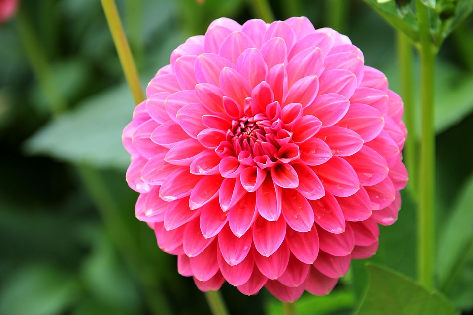 Bloom pink autumn