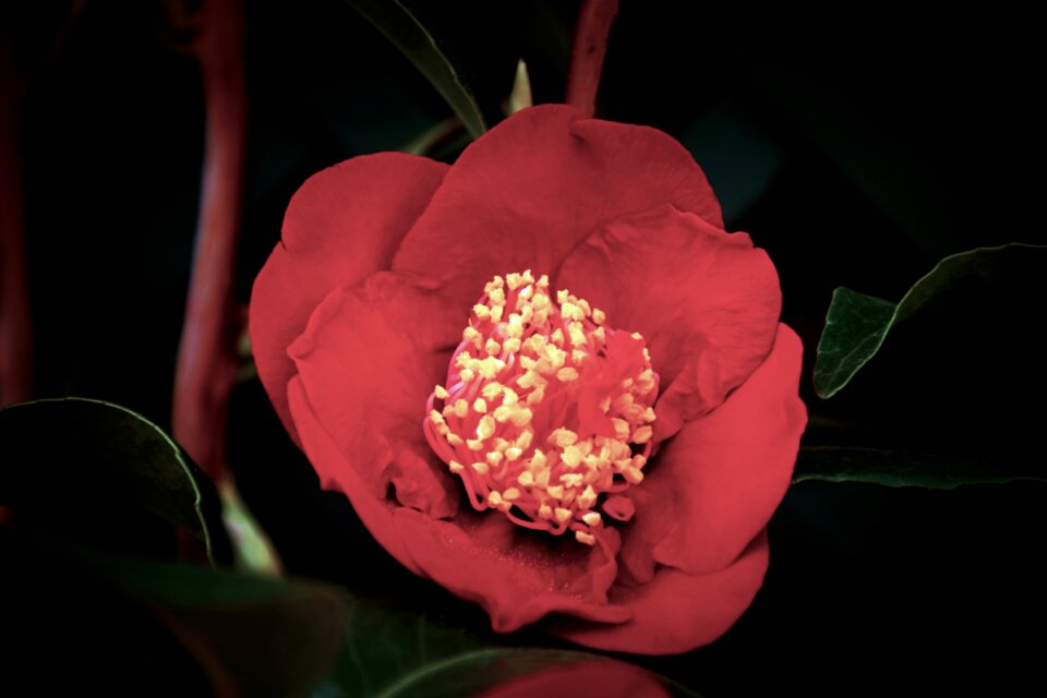 No person garden flowers
