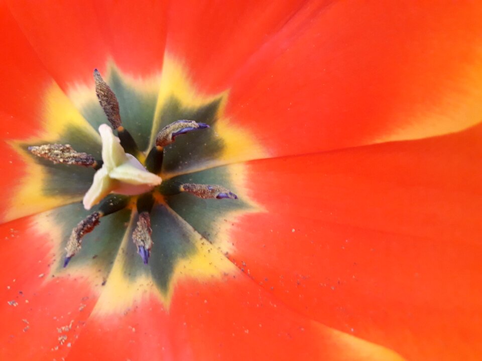 Bright summer petal