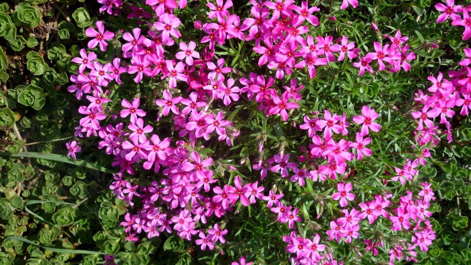 Carpet of flowers rock plants wall