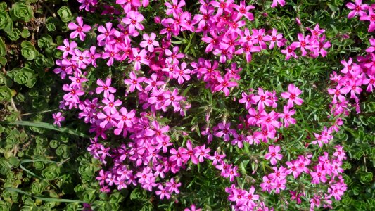 Carpet of flowers rock plants wall