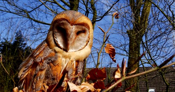 Animal world animals owl