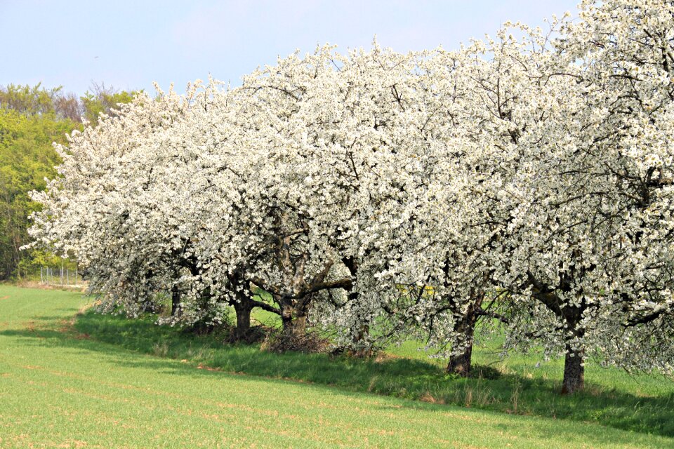 Landscape nature tree