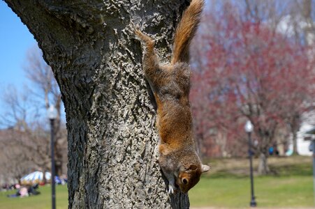 Outdoors park squirrel photo