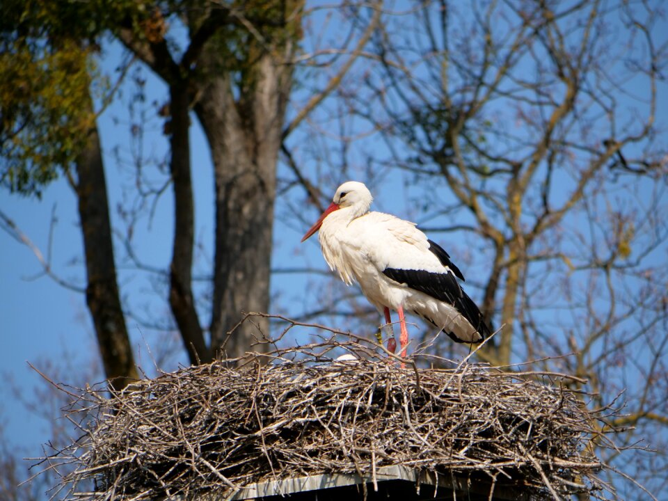 Bird nature animal world