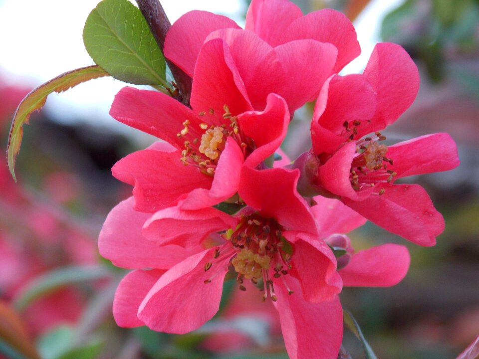 Garden japan quince spring