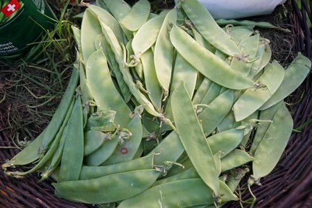 Nature leaf pod