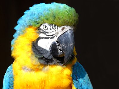 Bird tropical animal photo