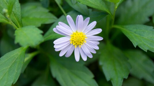 Summer flower garden photo