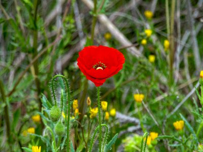 Flower plant summer