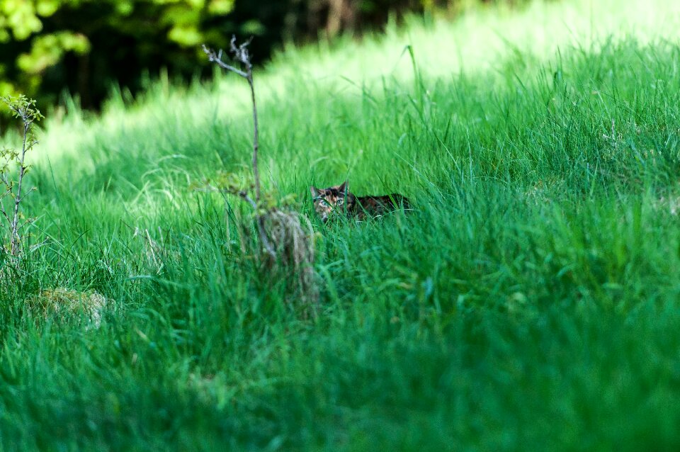 Summer field cat