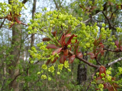 Branch leaf bud