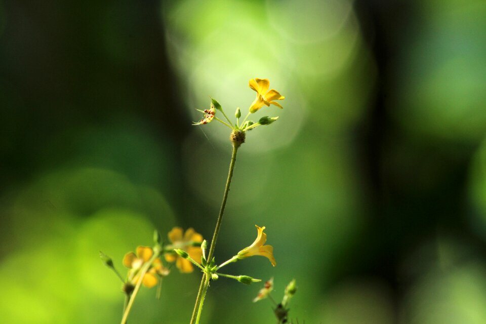 Flora flower blur
