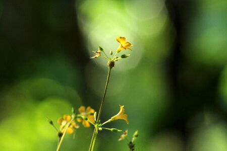 Flora flower blur photo