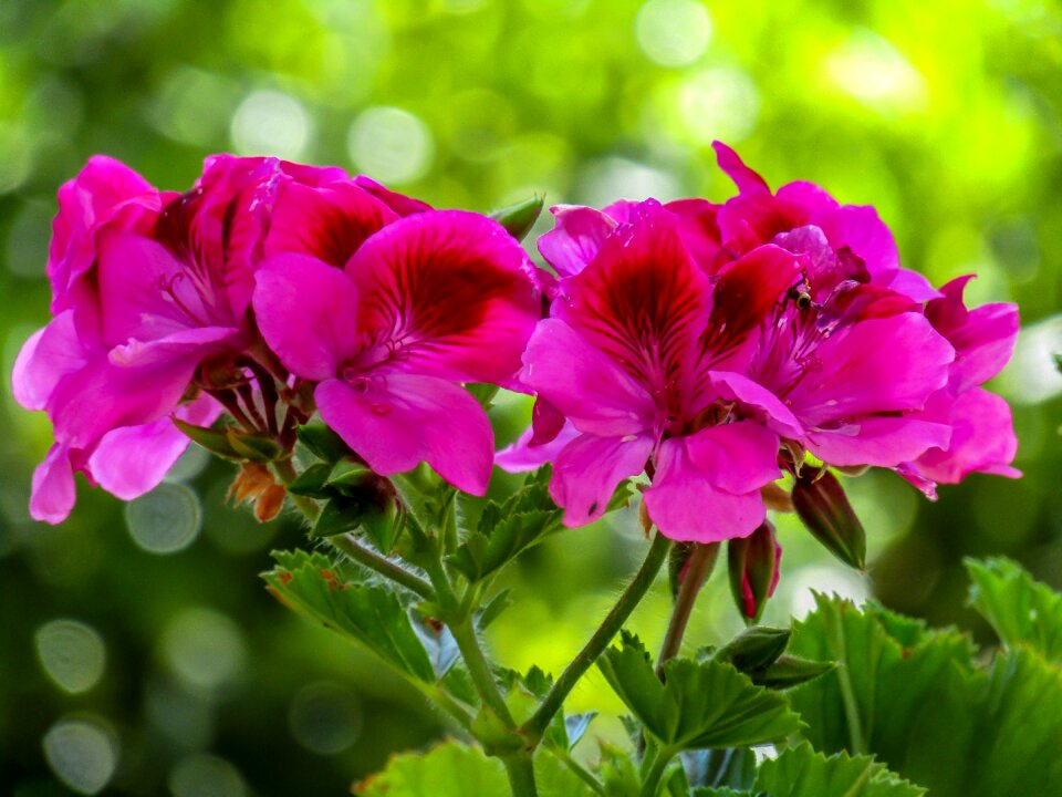 Nature floral flowering